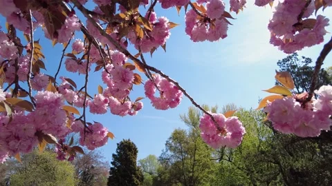 Floral background blooming tree in spring, Stock Footage 196239512