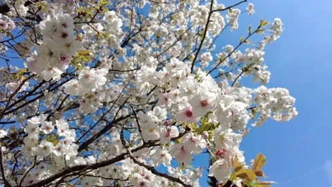 Floral background blooming tree in spring, Stock Footage 196239543