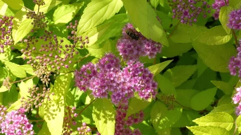 Floral background: bumblebee on a flower Stock Footage 277422002
