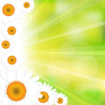 Floral background with chamomiles Stock Illustration