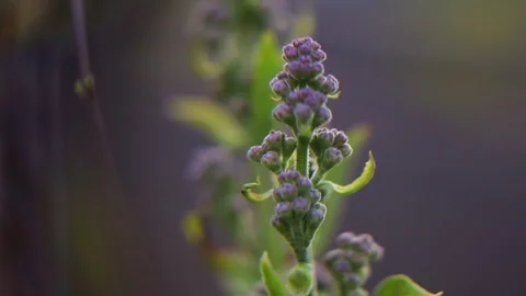 Floral background, close-up view of lilac buds Stock Footage 275637537