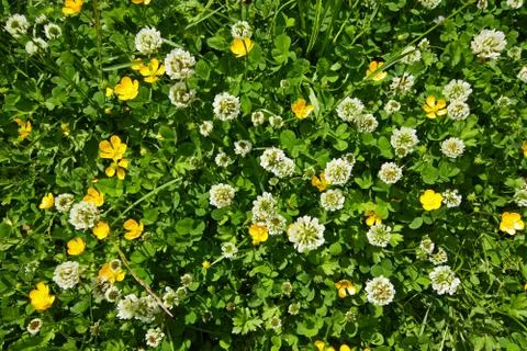 Floral background with clover Stock Photos