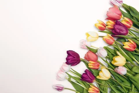 Floral background with copy space. Flat-lay frame of tulips. Womens day, moth Stock Photos