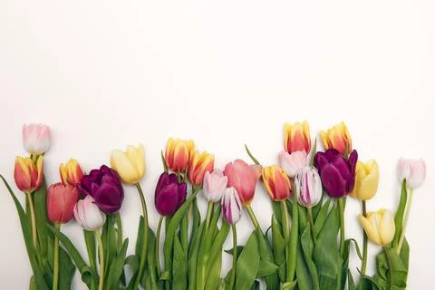 Floral background with copy space. Flat-lay frame of tulips. Womens day, mo.. Stock Photos