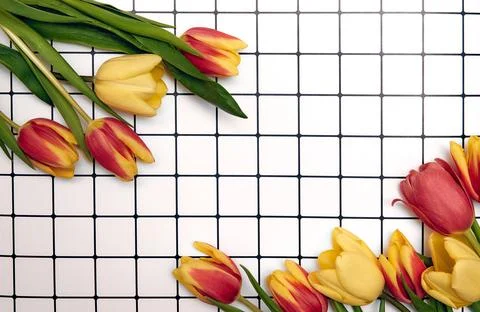 Floral background with copy space. Flat-lay frame of tulips. Womens day, mo.. Stock Photos