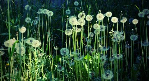 Floral background. dandelion white rustic field flowers close-up 스톡 사진