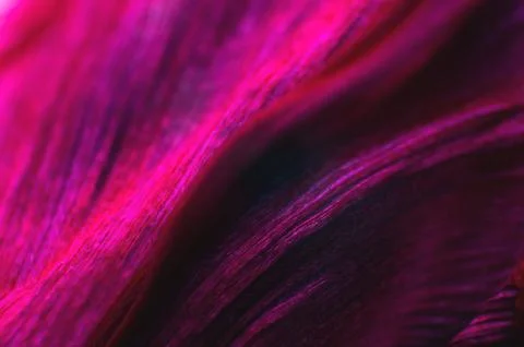 Floral background as a design element. Background of folds of delicate petals of Stock Photos