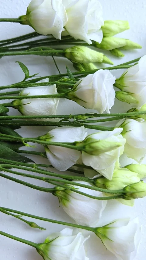 Floral background of eustoma on white background. Romantic, wedding background. Stock Footage 308663325
