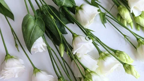 Floral background of eustoma on white background. Romantic, wedding background. Video stock 309043343