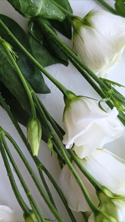 Floral background of eustoma on white background. Romantic, wedding background. Video stock 309186242