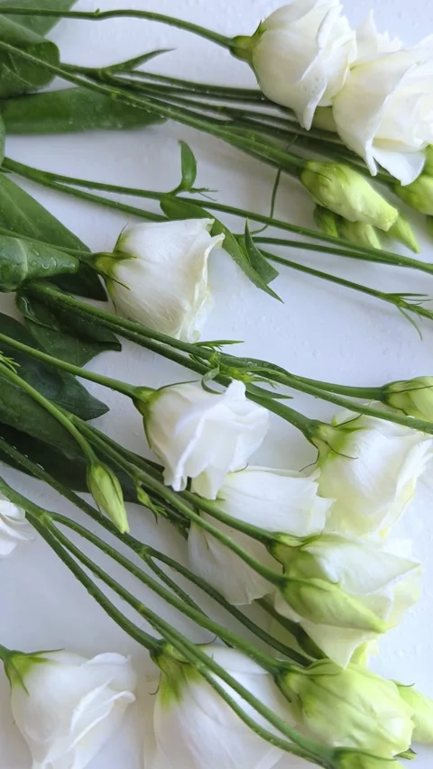 Floral background of eustoma on white background. Romantic, wedding background. Video stock 309823078