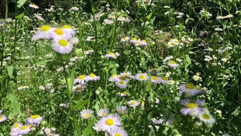 Floral background with field daisies Video stock 341683255