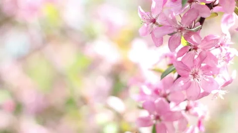 Floral background Stock Footage 62231626