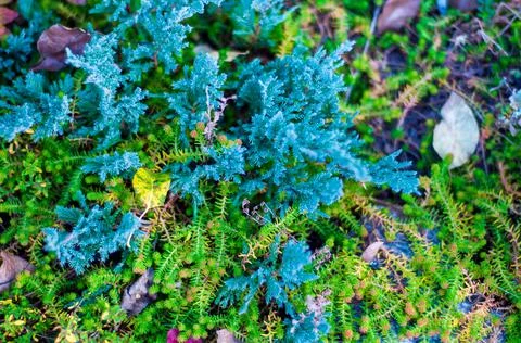 Floral background with forbs, blue juniper, leaves and ground covers, full fr Stock-Fotos