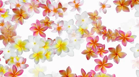 Floral background (frangipani) Stock Footage 22542695