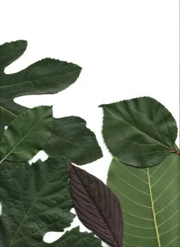 Floral background Stock Illustration