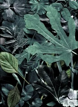 Floral background Stockillustratie