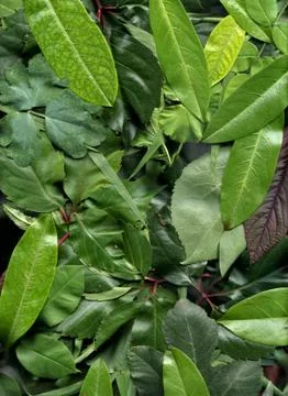 Floral background Stock Illustration