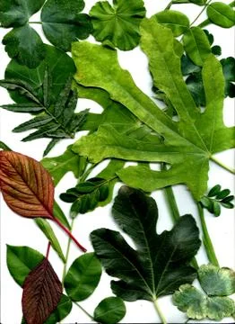 Floral background Stock-Illustration