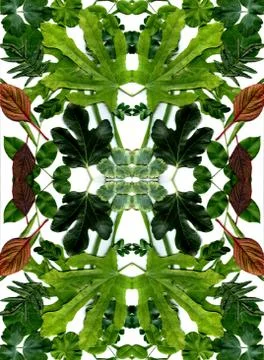 Floral background Illustrazione stock