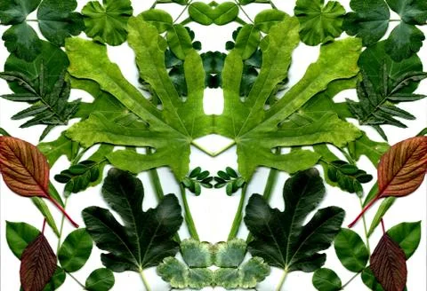 Floral background Stock Illustration