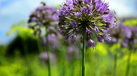 Floral background with insects background Stock Footage 64920192