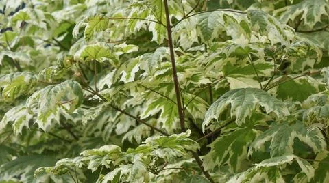 Floral background of maple branches. Stock Photos