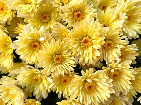 Floral background - multicolored asters. Stock Photos