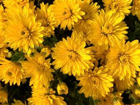 Floral background - multicolored asters. Stock Photos