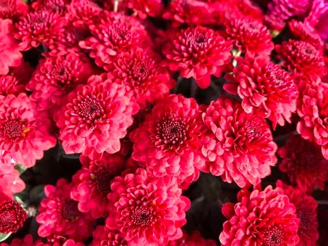 Floral background - multicolored asters. Stock Photos