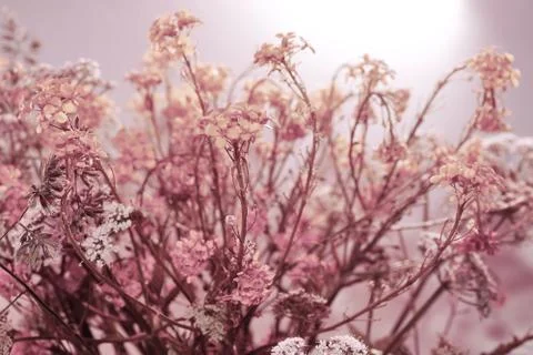 Floral background. orange white rustic field flowers interlacing curly little 스톡 사진