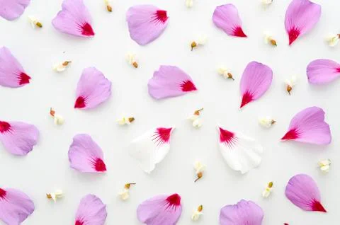 Floral background pattern made of purple petals and small white flowers lying on Stock Photos