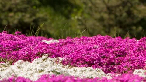 Floral background from the phlox of the subulate Stock Photos