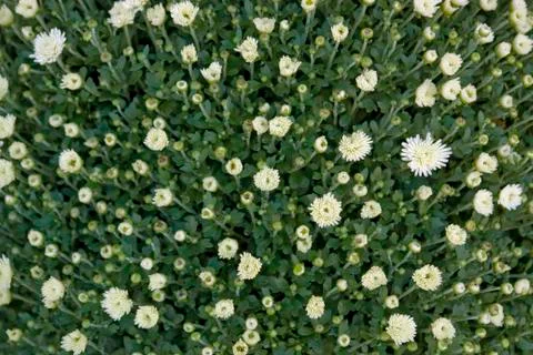 Floral background Stock Photos