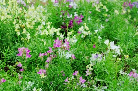 Floral background Stock Photos