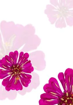 Floral background Foto stock