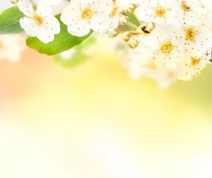 Floral background Stock Photos