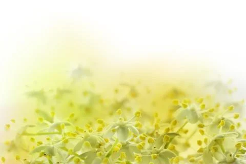 Floral background Stock Photos