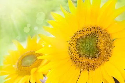 Floral background Stock Photos