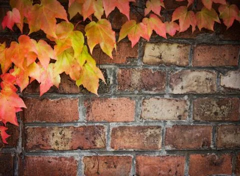 Floral background Stock Photos