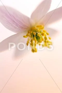 Floral background Stock Photos