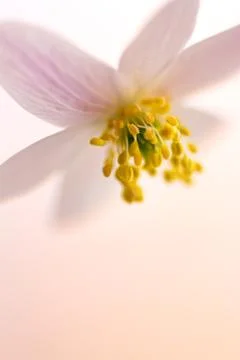 Floral background Stock Photos