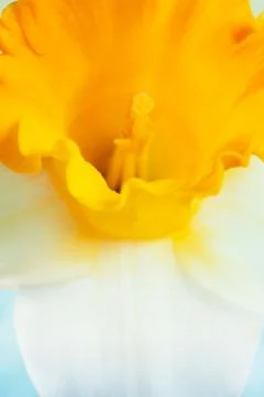 Floral background Stock Photos