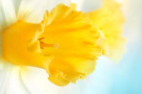 Floral background Stock Photos