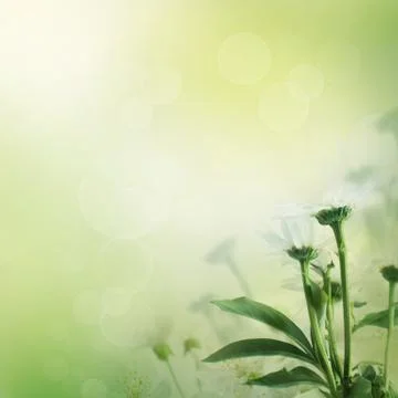 Floral background Stock Photos
