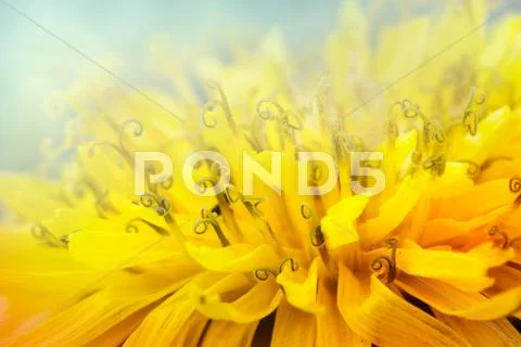 Floral background Stock Photos