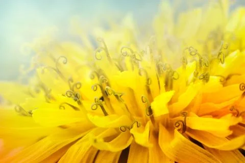 Floral background Stock Photos