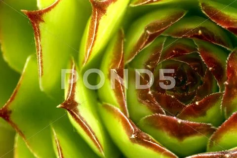 Floral background Stock Photos