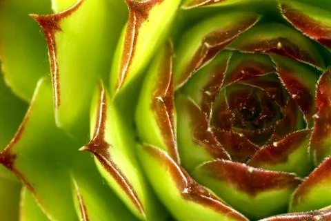 Floral background Stock Photos