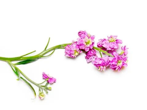 Floral background. 스톡 사진